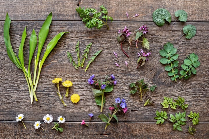 5 Edible Flower Garnish Ideas To Try